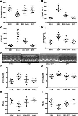 Cariporide Attenuates Doxorubicin-Induced Cardiotoxicity in Rats by Inhibiting Oxidative Stress, Inflammation and Apoptosis Partly Through Regulation of Akt/GSK-3β and Sirt1 Signaling Pathway